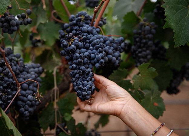 Vinícola tradicional en el valle de Guadalupe rodeada de naturaleza