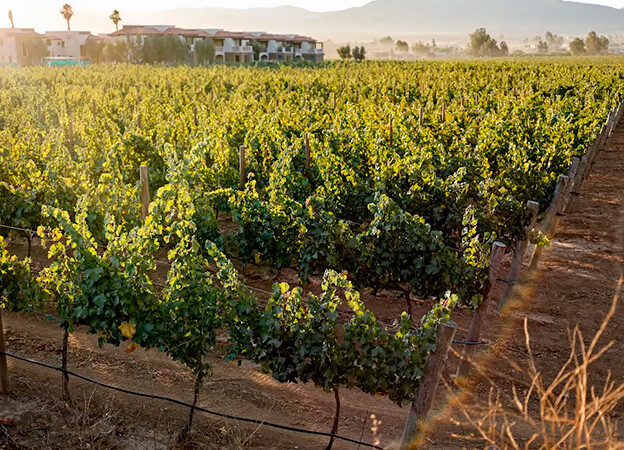 Experiencias en los viñedos en México, Valle de Guadalupe