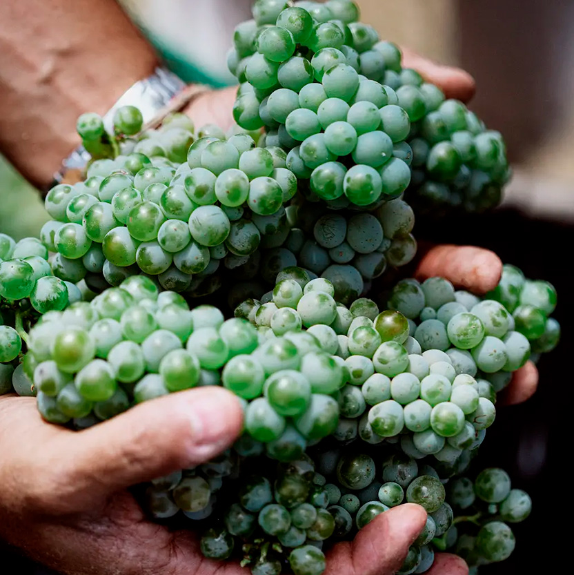 Wine bar with grapes at a vineyard in Baja California