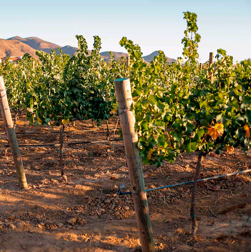 Wine tasting experience with panoramic view of vines