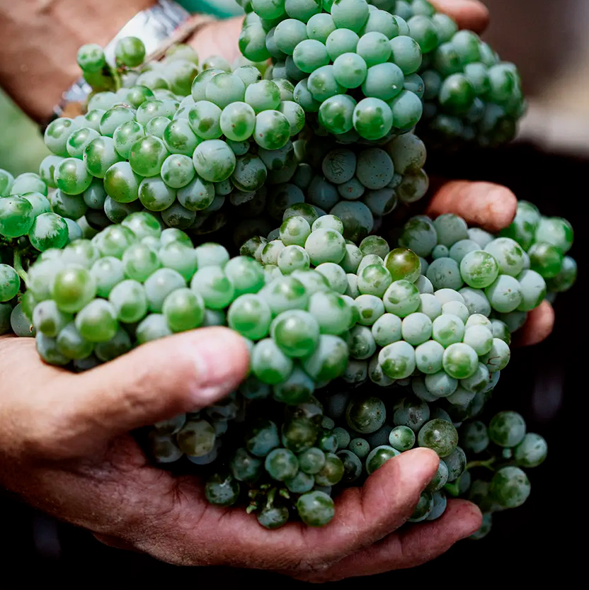 El Cielo, el mejor viñedo en Valle de Guadalupe para la vendimia