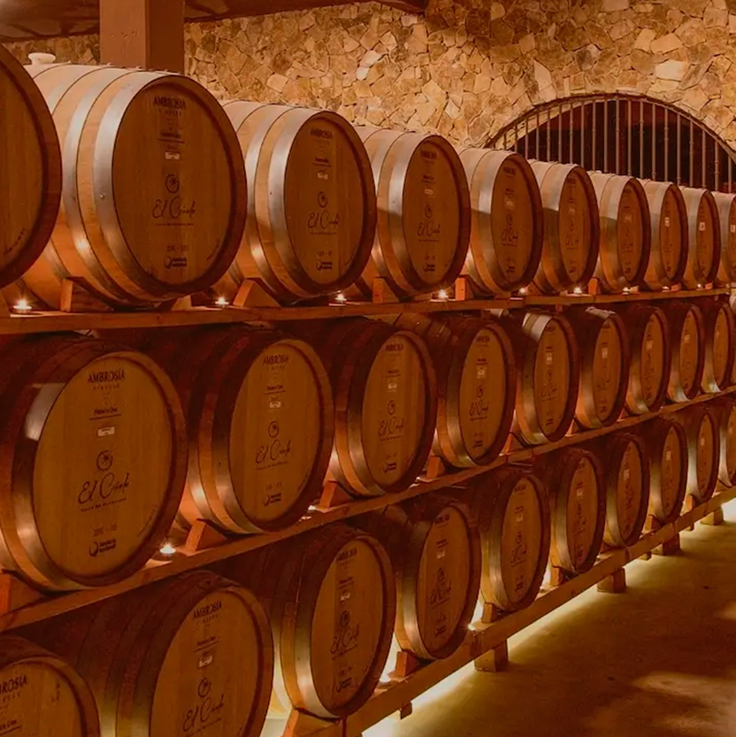 Vendimia en la ruta del vino en Valle de Guadalupe
