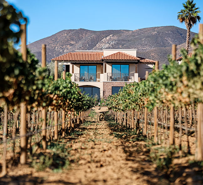 Traveling to Valle de Guadalupe for wine tasting