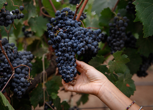 Traditional winery surrounded by nature, part of the best hotels in Valle de Guadalupe