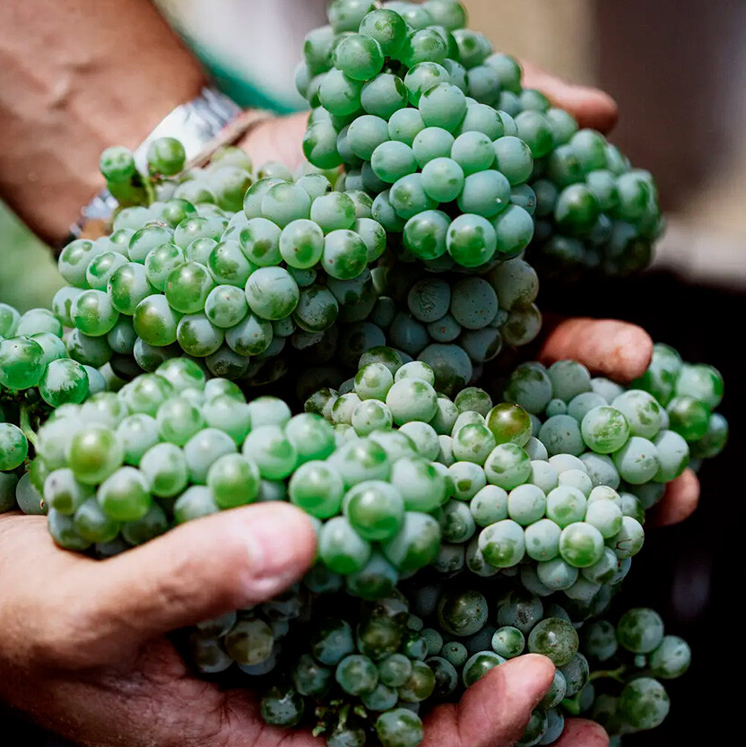 Vid con uvas en viñedo de Baja California